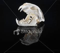 mountain lion skull