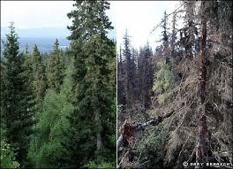 pictures white spruce trees