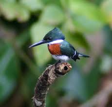 kingfisher