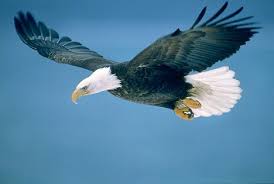 bald eagle in flight picture