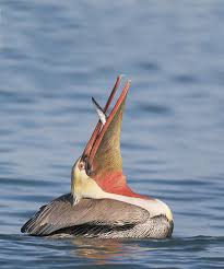 pelican