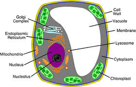 $$plant cell$