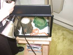 corn snake enclosure