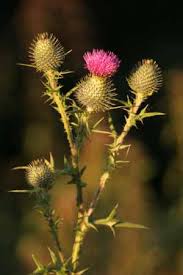 scottish thistle symbol