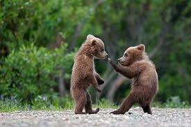 funny pictures of animals