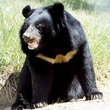 bear