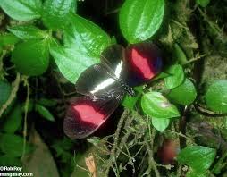 heliconid butterfly pictures