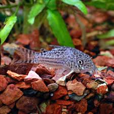freshwater tropical fish pictures