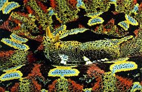 rhino viper snake