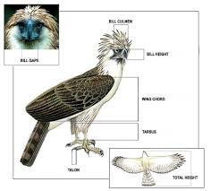 large eagles