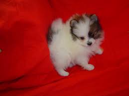Toy Pomeranian Toy Pomeranian