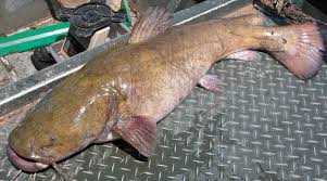 flathead catfish pictures