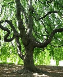 tree species