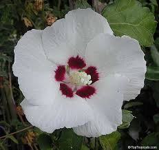 http://t2.gstatic.com/images?q=tbn:k9CCDHf90QS2JM:http://toptropicals.com/pics/garden/2004/1/1630.jpg