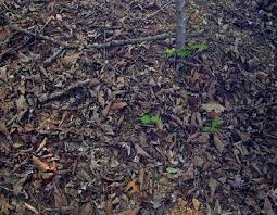 copperhead photos