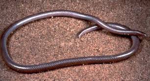thread snake