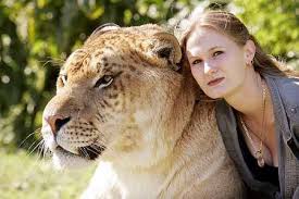 tigon
