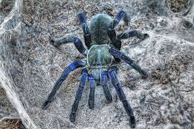 cobalt blue tarantula