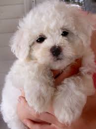 bichon