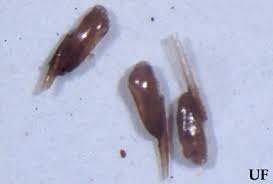 (Dark) nits (eggs) of head