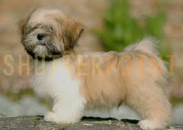 lhasa apso puppy