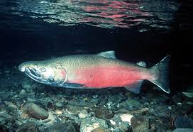 chinook salmon