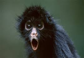 spider monkey