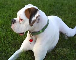 white boxer dogs