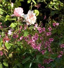 roses plants