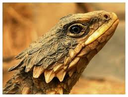 real dragon photo