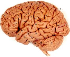 human brain image