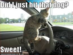 funny cats and dogs