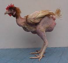hen