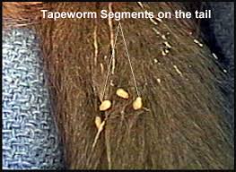 tapeworms in cats