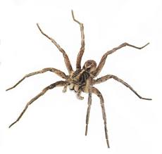 brown jumping spiders