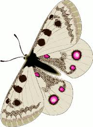 free animated butterflies