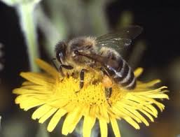 honey bees