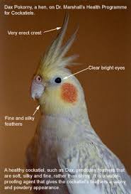 cockatiel