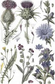 thistle pictures
