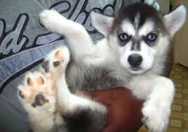 siberian husky pup