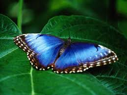 free animated butterflies