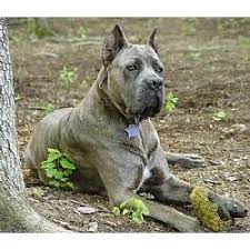 Cane Corso Mastiff Breed