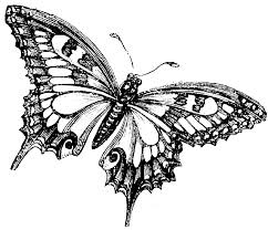 butterfly