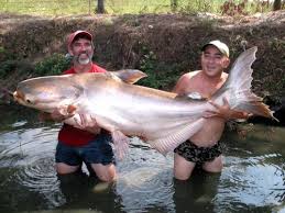 mekong giant catfish pictures