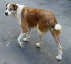 Santralde Köpek saldırısı