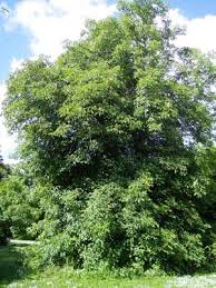 pictures buckeye tree