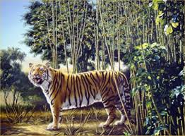 The Hidden Tiger Optical