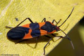 milkweed bug pictures