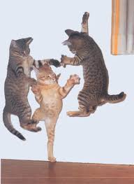 dance cat
