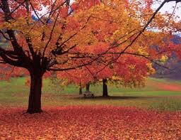 fall leaves